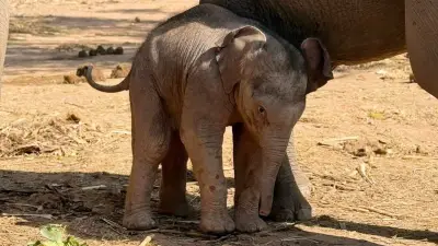 ข่าวดี! 'แม่เปิ้ล' ตกลูกช้างป่า 'น้องกุมภา' สมาชิกตัวที่ 71 ณ ป่าซับลังกา