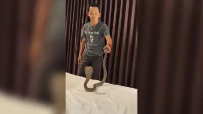 นักท่องเที่ยวกระบี่ช็อก! งูเห่าดำเลื้อยผ่านคอขณะนอนโรงแรมชั้น 2