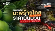 วิกฤตมะพร้าวน้ำหอมไทย ราคาดิ่งเหว ชาวสวนเดือดร้อนหนัก ถูกทุนต่างชาติกดราคา