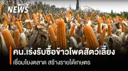 กรมการค้าภายในเร่งขับเคลื่อนรับซื้อข้าวโพดเลี้ยงสัตว์ปลอดการเผา สร้างรายได้ยั่งยืนให้เกษตรกร