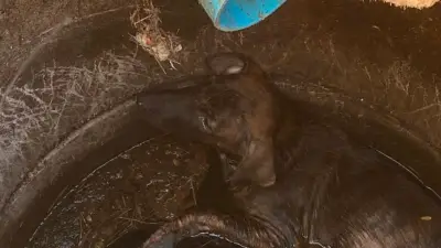 สลด! หญิง 67 โรยตัวลงบ่อเกรอะช่วยสุนัข ขาดอากาศหายใจดับ