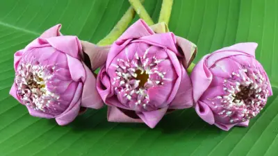 เจาะลึกเทรนด์ 'ถ่ายรูปถือดอกบัว' สะพานพุทธ วิถีเรียบง่ายที่ครองใจ Gen Z