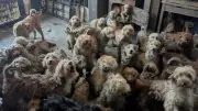 ช็อก! พบสุนัขกว่า 250 ตัวถูกเลี้ยงแออัดในบ้าน สภาพน่าตกใจ RSPCA ยืนยันภาพจริงไม่ใช่ AI