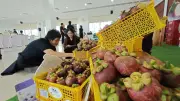 กรมส่งเสริมการเกษตรยกระดับมังคุดผิวดำ-ตกไซส์จันทบุรีสู่มาตรฐาน Q Chan