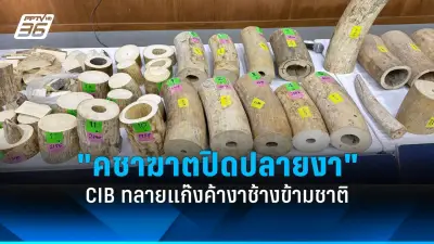 สวนสัตว์เปิดเขาเขียวเตรียมฉลองวันเกิดช้างพังศุภโชค ครบ 60 ปี