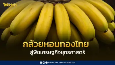 เกษตรฯ ดันกล้วยหอมทองไทยสู่พืชเศรษฐกิจยุทธศาสตร์ ใช้นวัตกรรมลดต้นทุน