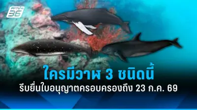 พัทยาเปิดลานกางเต็นท์ฟรีรับนักท่องเที่ยวช่วงวันหยุดยาว