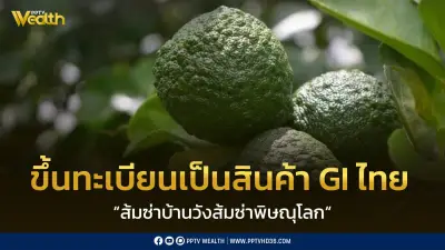 ส้มซ่าบ้านวังพิษณุโลก ขึ้นทะเบียน GI เพิ่มมูลค่าผลผลิตกว่า 3.6 ล้านบาทต่อปี
