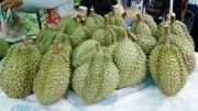 ทุเรียนน้ำแร่บุรีรัมย์ 2,000 ตัน เตรียมออกสู่ตลาด ราคาพุ่งไม่ต่ำกว่า 115 บาท/กก.