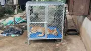 สุนัขร้องโหยหวน 4 คืนติด ชาวบ้านเอะใจ พบเจ้าของนอนตายในบ้าน
