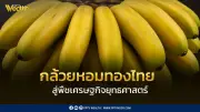 เกษตรฯ ดันกล้วยหอมทองไทยสู่พืชเศรษฐกิจยุทธศาสตร์ ใช้นวัตกรรมลดต้นทุน