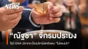 สส.กาย ตั้งข้อสงสัยปลากระป๋องอาจเป็นปลาหมอคางดำ เตรียมตรวจดีเอ็นเอ