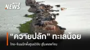 ไทย-จีน เปิดศูนย์วิจัยควายปลักทะเลน้อย ขับเคลื่อนโมเดลแก้จนชุมชน