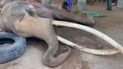 ปิดตำนาน 'พลายทองใบ' ช้างงาสวยยาวที่สุดในประเทศไทย ล้มตายอย่างสงบ