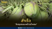 ชาวสวนมะพร้าวน้ำหอมตั้งล้งชุมชนสำเร็จ รวมกลุ่มกำหนดมาตรฐานเพิ่มอำนาจต่อรอง