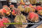 พัทลุงเปิดตัวบัตรคนจนดิจิทัล หวังลดความเหลื่อมล้ำทางสังคม