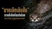 พายุฤดูร้อนถล่มหลายจังหวัด ต้นไม้ล้มทับบ้านเสียหาย