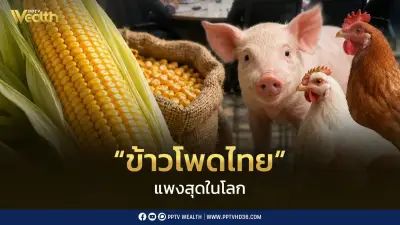 ข้าวโพดไทยแพงสุดในโลก ปศุสัตว์หนุนนำเข้าสหรัฐฯ ลดต้นทุนอาหารสัตว์
