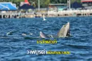 แม่เฒ่าวัย 94 ถูกหลานสาวทุบตีจนเสียชีวิตคาบ้านพักในสุพรรณบุรี