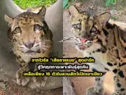 เปิดประสบการณ์ใหม่ เที่ยวทะเลตรัง เกาะสวย น้ำใส ต้อนรับไฮซีซั่น