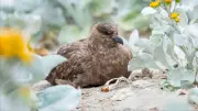 ออสเตรเลียเจอไข้หวัดนก H5N1 ครั้งแรก ครบทุกทวีปทั่วโลกแล้ว