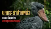 ลูกสาวพนักงานต้อนรับบนเครื่องบินเสียชีวิตจากเหตุไฟไหม้บ้านที่ออสเตรเลีย