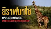 เปิด 4 ข้อเสนอปรับปรุงระบบขนส่งสาธารณะไทย ให้เทียบเท่าต่างประเทศ