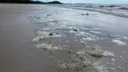 อุทยานฯ เขาแหลมหญ้าแจงฟองขาวเขียวชายหาดแม่รำพึง เกิดจากแพลงก์ตอนตาย