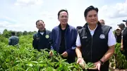 สรวุฒิลงโคราชแก้โรคใบด่างมันสำปะหลัง ชูธนาคารต้นพันธุ์สะอาด