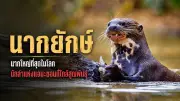 สาววัย 20 ถูกข่มขืนขณะกลับบ้านดึก ตร.เร่งล่าตัวคนร้าย