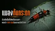 ดร.พิเชษฐ์สวนกลับนายกฯอภิสิทธิ์ปมแจกเงินดิจิทัล