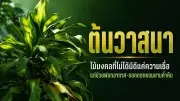 พายุฤดูร้อนถล่มอีสาน 11 จังหวัด ต้นไม้ล้มทับบ้านเสียหาย