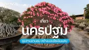 เที่ยวสวนปราณีฟาร์ม นครปฐม ปลูกชวนชมเกลารากทำบอนไซสร้างรายได้